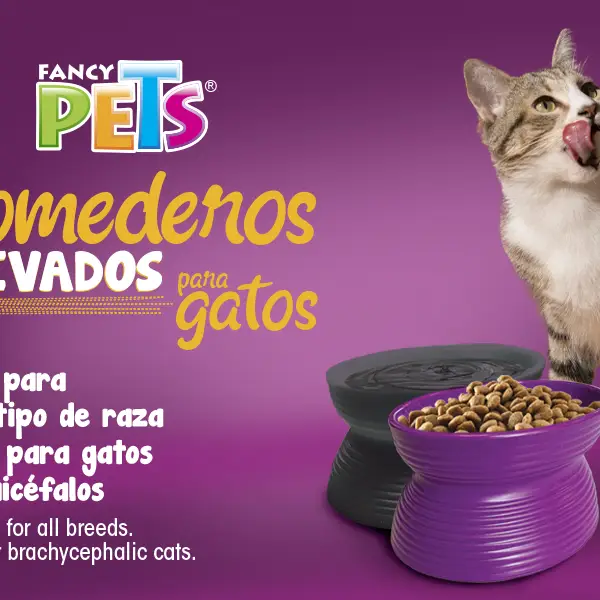 Set de Comederos elevados para gatos's photo #2