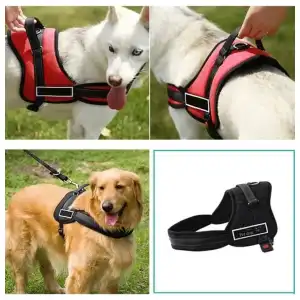Ped dog senior miniatura 3